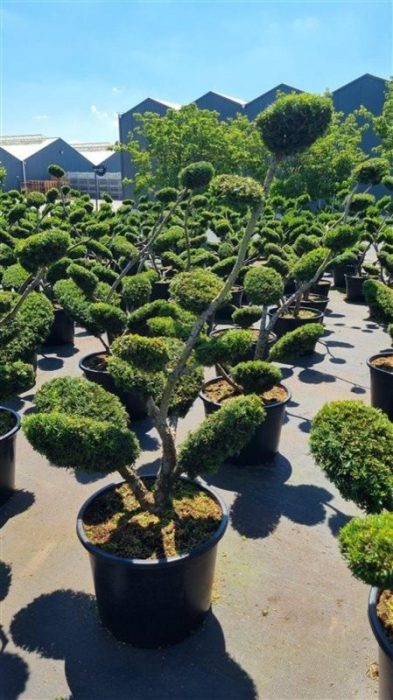 Taxus media 'Densiformis', bonsai, D 65