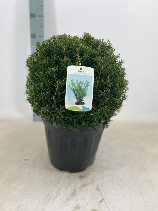Taxus media 'Farmen', bol, D 29