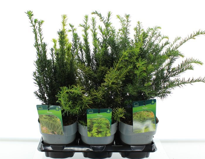 Taxus mix, D 17