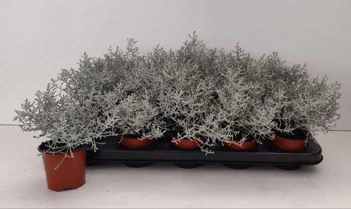 TDM P9 : Calocephalus Brownii P9, D 9