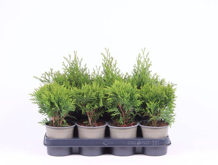 Thuja gemengde bak, D 11