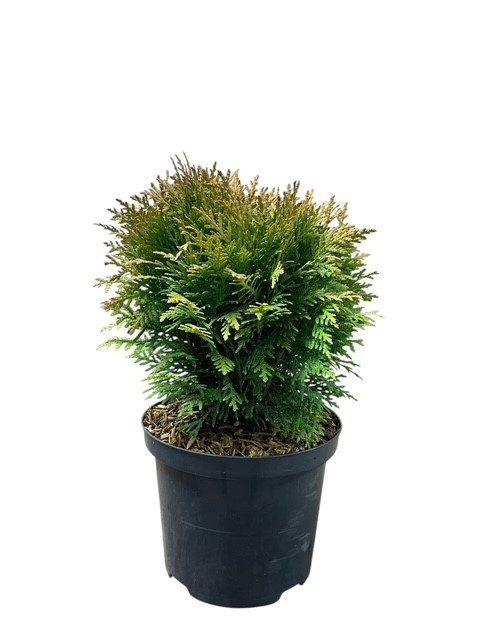 Thuja o. 'Danica', D 18
