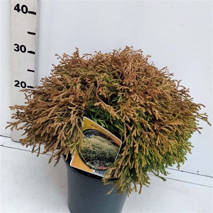 Thuja occ Golden Tuffet, D 19