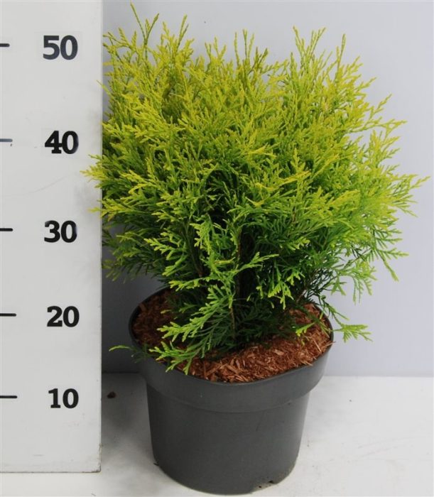 Thuja occ. 'Golden Globe', D 23
