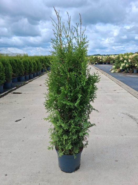 Thuja occ. 'King of Brabant', D 26