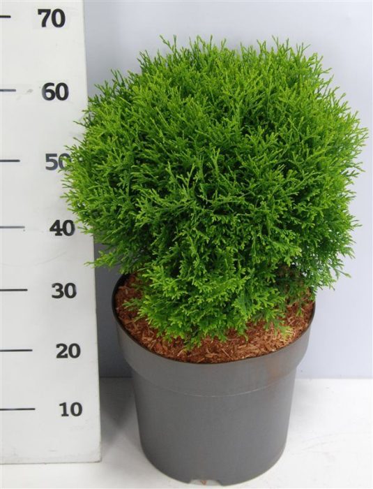 Thuja occ. 'Little Giant', D 32
