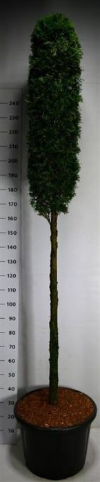 Thuja occ. 'Smaragd', D 54