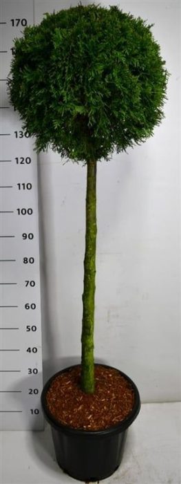 Thuja occ. 'Smaragd', D 35