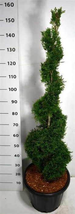 Thuja occ. 'Smaragd', D 38