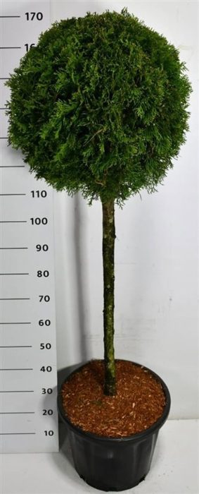 Thuja occ. 'Smaragd', D 40