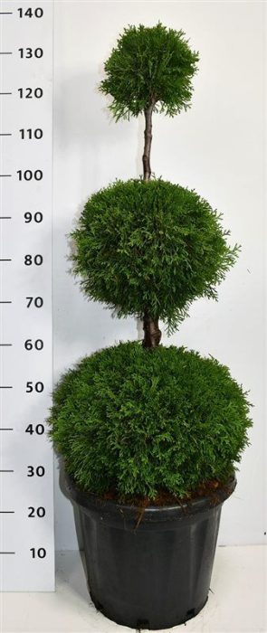Thuja occ. 'Smaragd', D 38