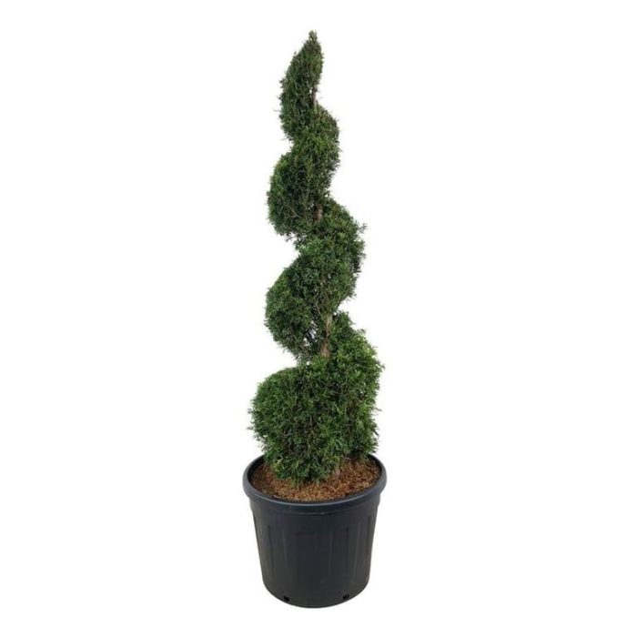Thuja occ. 'Smaragd', D 60