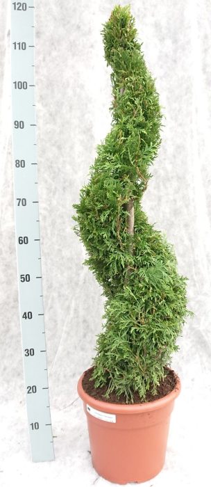 Thuja occ. Brabant 110 Spiraal, D 26