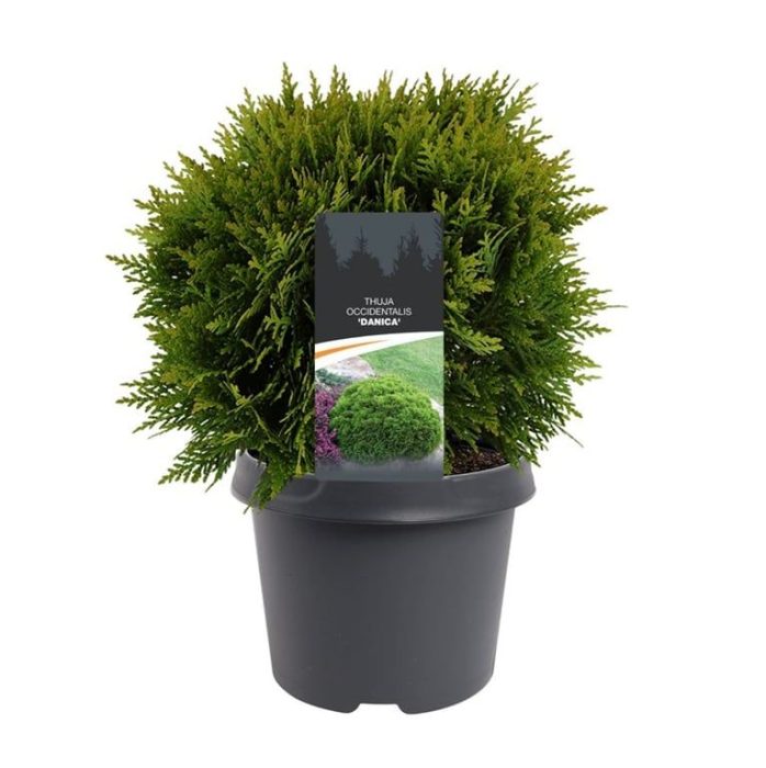 Thuja occidentalis 'Danica', D 19