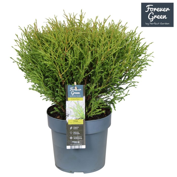 Thuja occidentalis 'Mr. Bowling Ball' P19, D 19