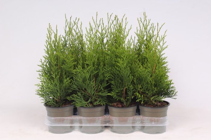 Thuja occidentalis 'Smaragd', D 11
