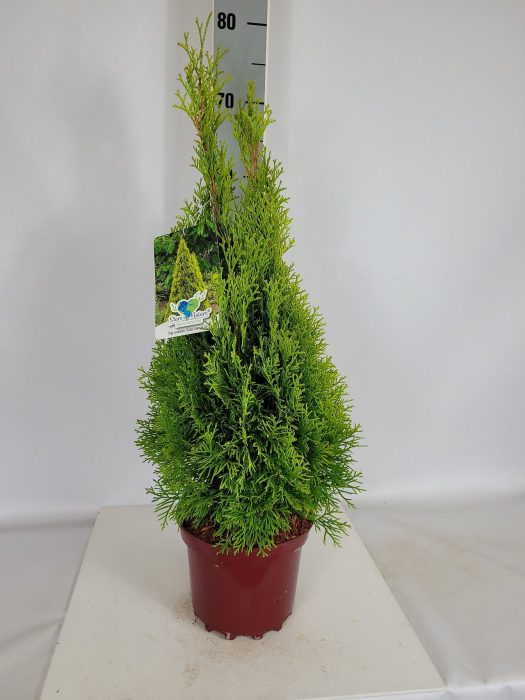Thuja occidentalis Golden Smaragd ® C3 40-60, D 19
