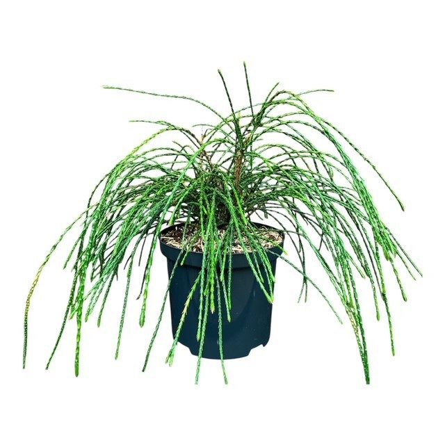 Thuja p. 'Whipcord', D 18