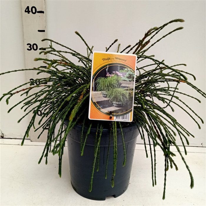 Thuja plicata "Whipcord, D 19