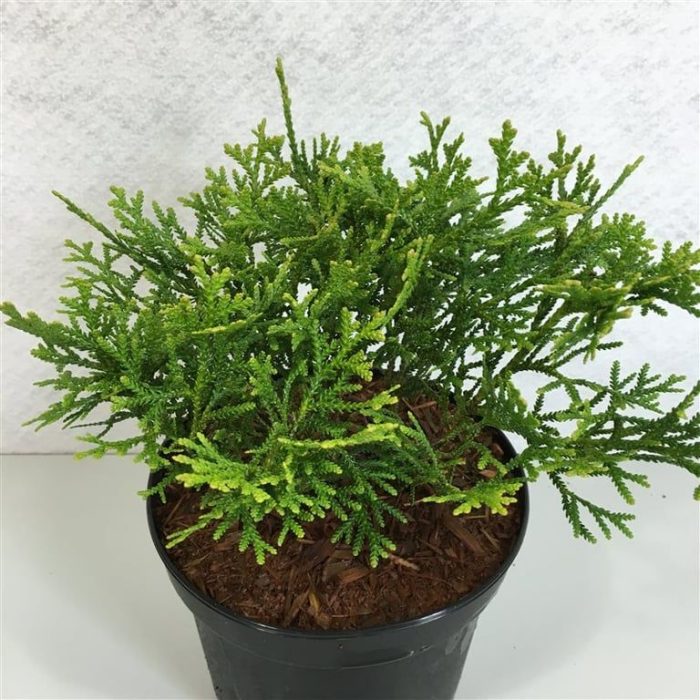 Thujopsis dolobrata 'Nana', D 19