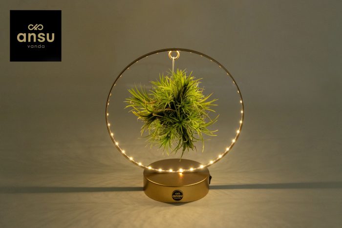 Tillandsia Christmas Edition - GOUD, D 11