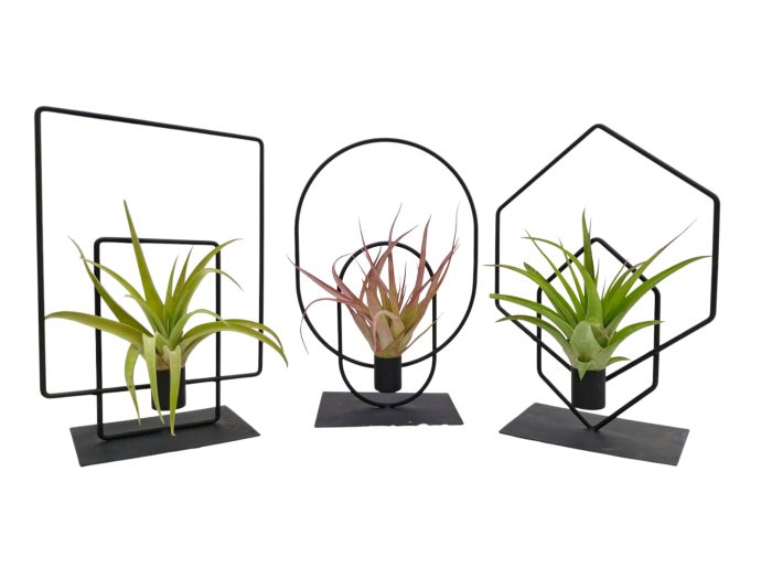 Tillandsia Duo frame mix, D 17