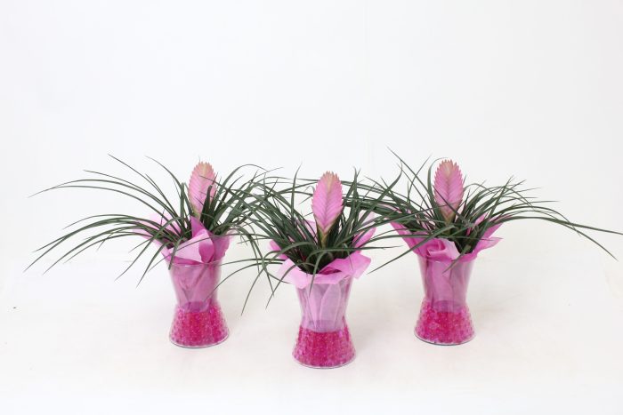 Tillandsia in Diablo Glas, D 14