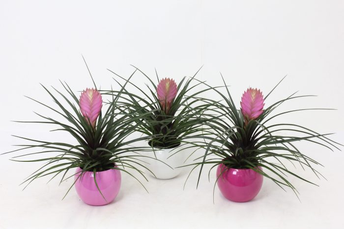 Tillandsia in Lisa Bolpot 10, D 11