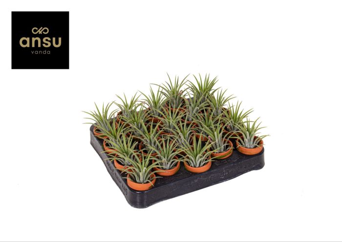 Tillandsia in Terracotta pot, D 5