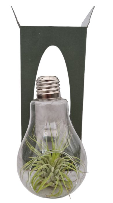 Tillandsia lamp glas gift package, D 9