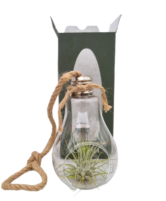 Tillandsia lamp touw gift package, D 9