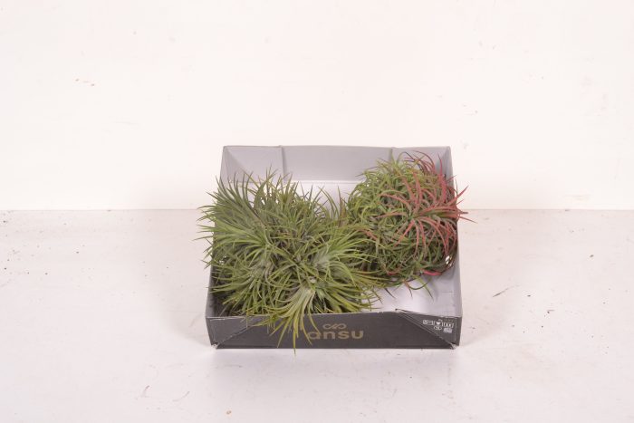 Tillandsia Magic Ball (XL), D 10