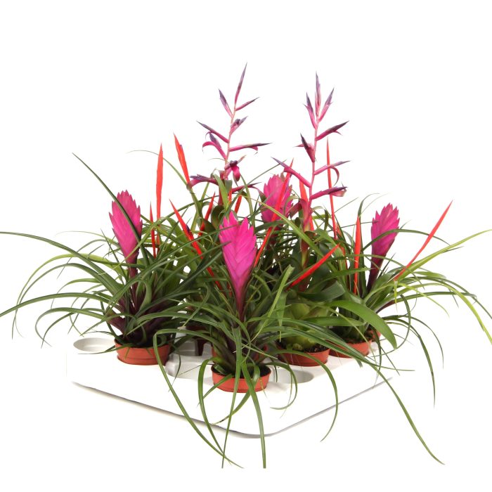 Tillandsia mix, D 5,5