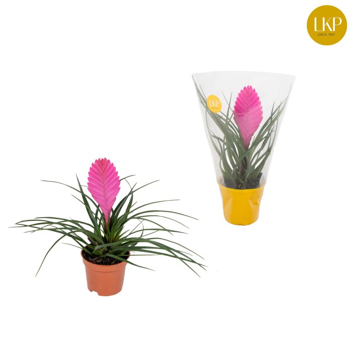 Tillandsia Vincent Roze (Met Hoes), D 9