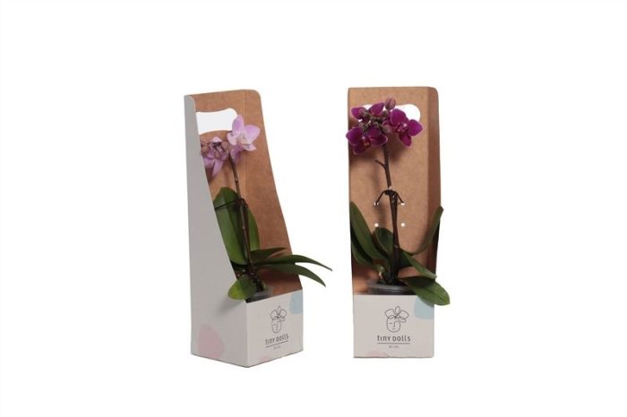 Tiny Box Phal Tiny Dolls mix 1T07+ Aqu@, D 6