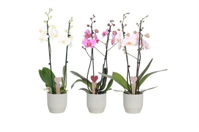 Tirza p12 vanilla mix Phal mix 2T14+, D 12