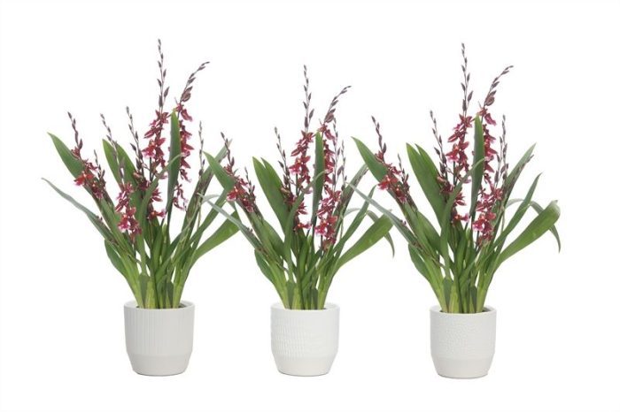 Tirza p12 vanille mix Cambria Barrocco Red 5-6T45+ regular, D 12