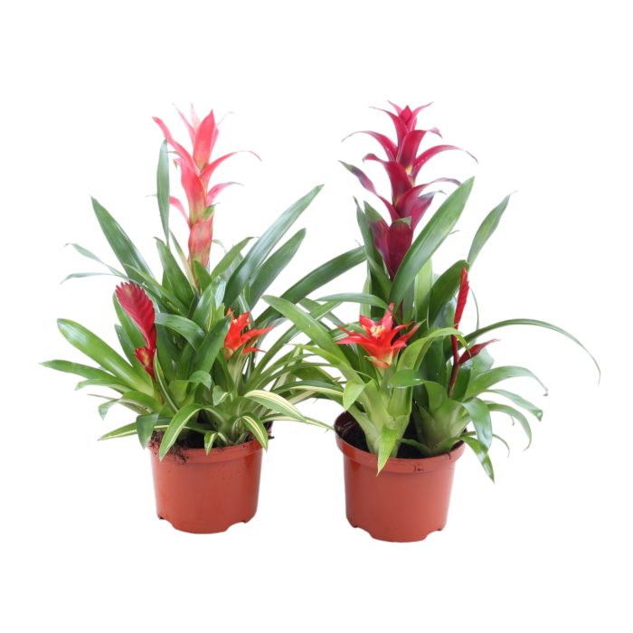 Toef 17 cm, D 17