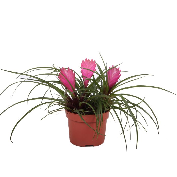 Toef Tillandsia Cyanea 12 cm, D 12