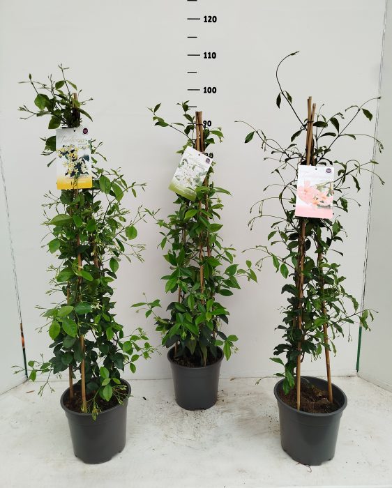 Trachelospermum jasminoides in 3 kleuren, D 19