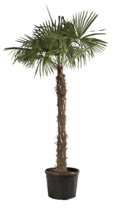 trachycarpus fortunei, D 55