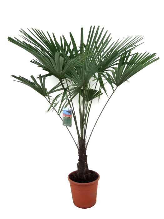 Trachycarpus fortunei, D 30