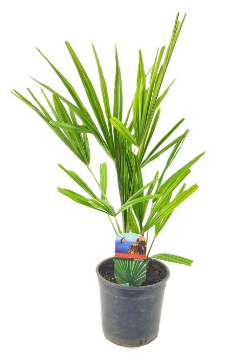 Trachycarpus fortunei, D 15