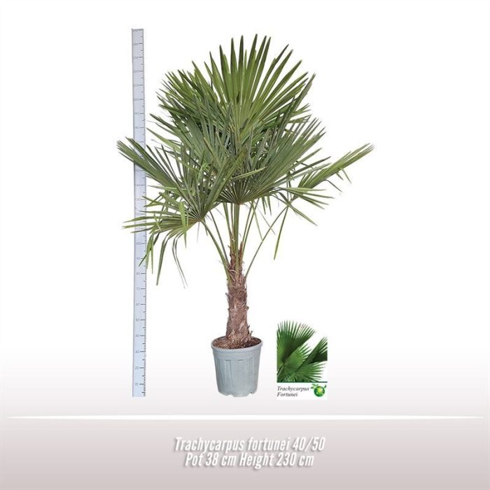 Trachycarpus fortunei 40/50, D 38