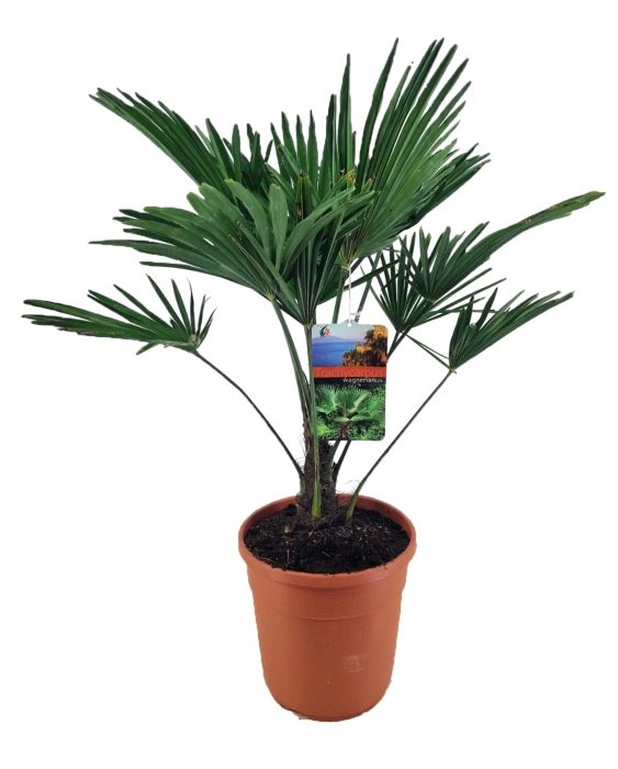 Trachycarpus wagnerianus, D 24