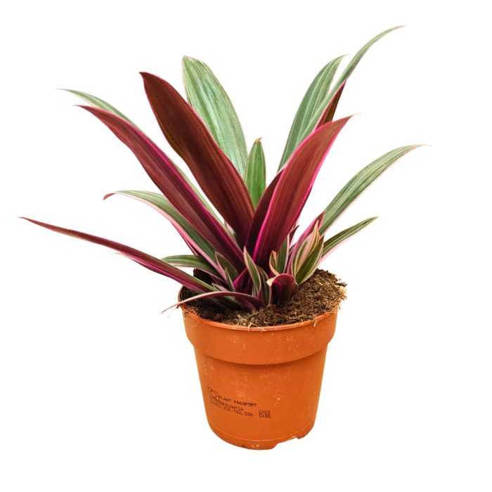 Tradescantia 'Spathacea Sitara' P12, D 12