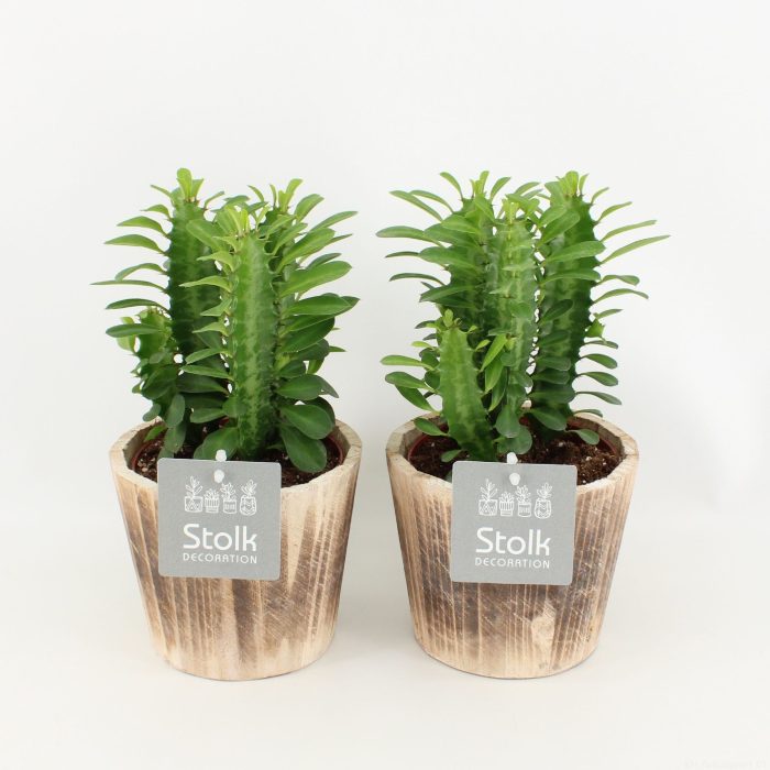 Trigona Groen in wood bruin, D 13
