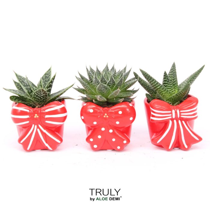 TRULY Haworthia Gasteria, Bow, D 7