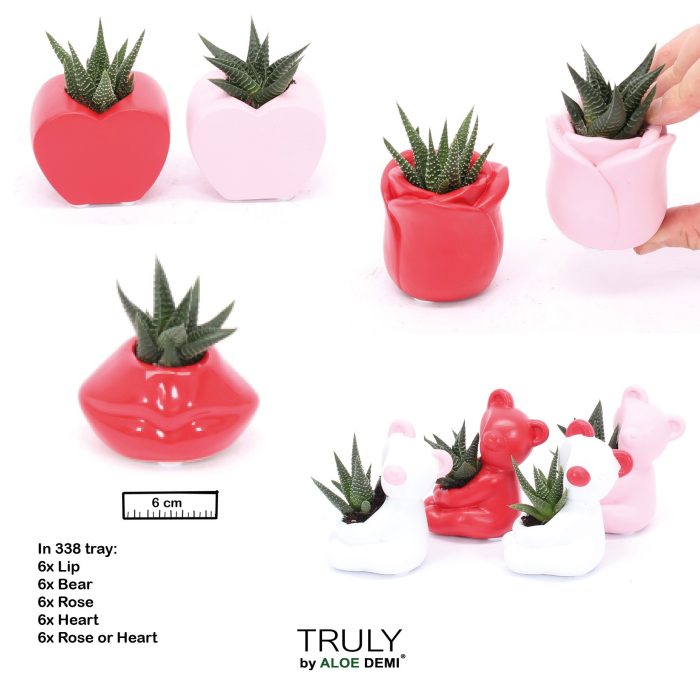 TRULY Succulent, Love mix mini, D 6