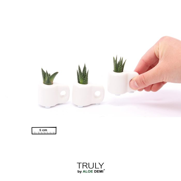 TRULY Succulent, Mug White Mini, D 5